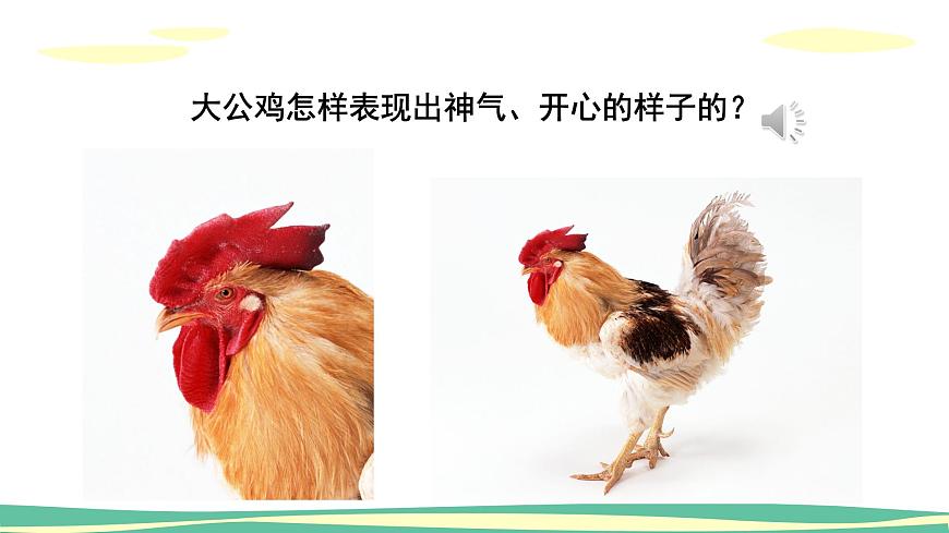 人音版（2024）小学音乐 二上第4课《公鸡 母鸡》课件第5页