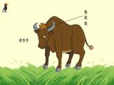人音版小學(xué)音樂 三上第4課《老水牛角彎彎2》課件
