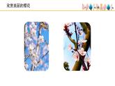 人音版小學音樂 三上第6課《櫻花》課件