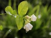 人音版小學(xué)音樂(lè) 三上第6課《櫻花》課件