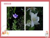 人音版小學(xué)音樂(lè) 三上第8課《桔梗謠3》課件