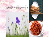 人音版小學(xué)音樂(lè) 三上第8課《桔梗謠》課件