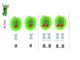 人音版小學(xué)音樂 一上第6課《小青蛙找家》課件