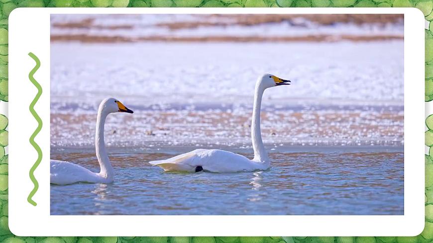 人音版二年级上册音乐第四节《四小天鹅舞曲》课件第7页