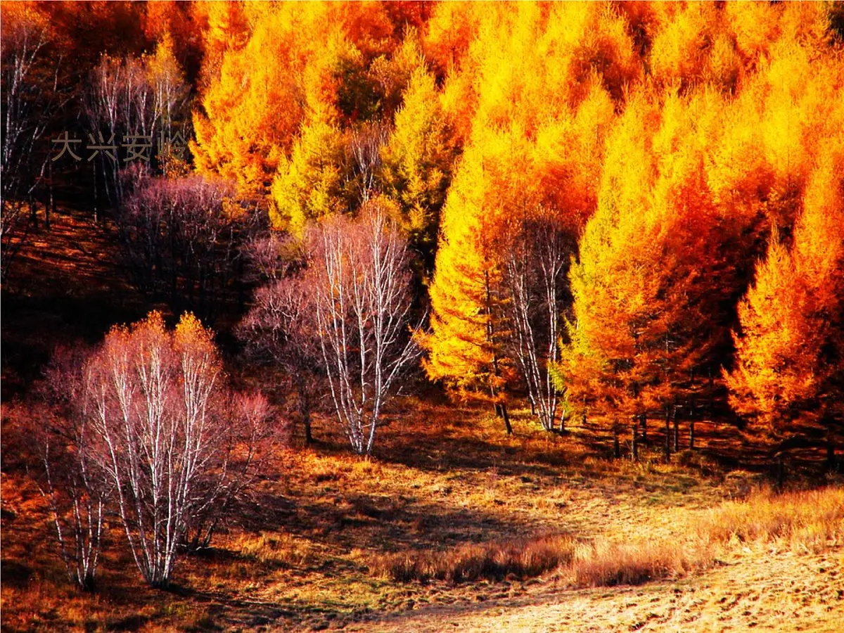 人音版（2024）三年级上册第二单元《哈腰挂》课件第3页