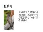 花城版音樂1上第5單元《頑皮的杜鵑》課件