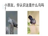花城版音樂1上第5單元《布谷叫，春天到》教案課件PPT