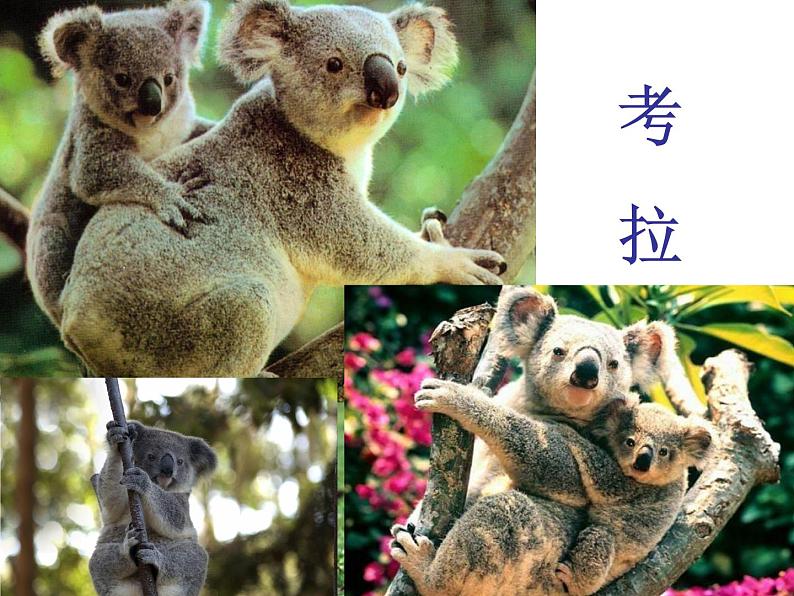 人音版（简谱）小学音乐三下 剪羊毛 第6课  课件（25张PPT）+音频07