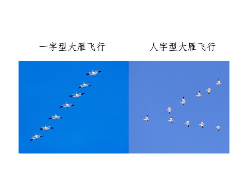 小学音乐花城版一年级上册歌曲《雁群飞》多媒体教学ppt课件-教习网|课件下载