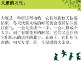 5.1 歌曲《雁群飞》课件（12张）