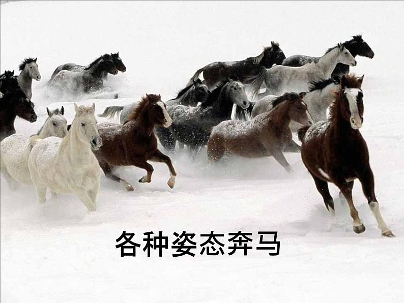 3《奔马图》PPT课件+教案+视频文字素材01