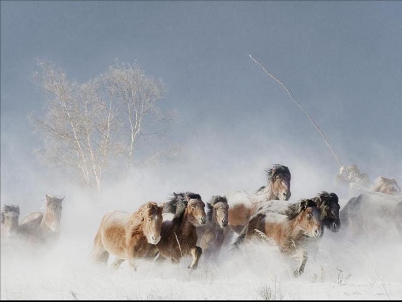 3《奔马图》PPT课件+教案+视频文字素材04