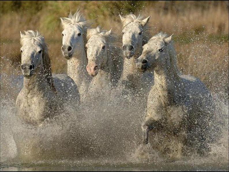 3《奔马图》PPT课件+教案+视频文字素材06