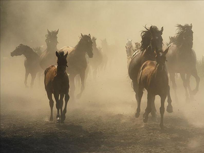 3《奔马图》PPT课件+教案+视频文字素材08