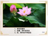 四年级上册美术课件-第9课. 中国画-学画荷花 ▏人美版（北京）