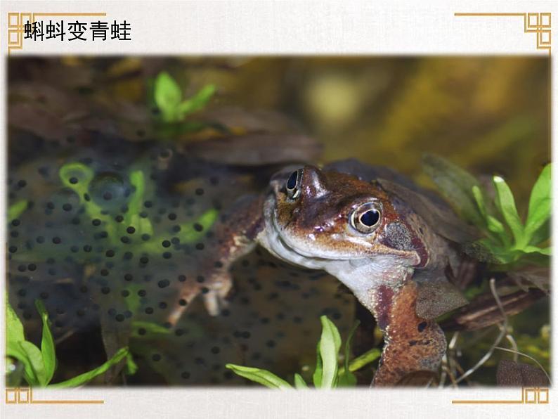 四年级上册美术课件-第10课. 中国画-学画青蛙 ▏人美版（北京）第5页