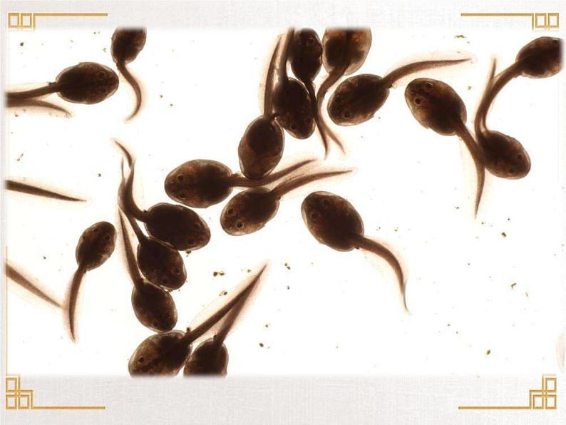 四年级上册美术课件-第10课. 中国画-学画青蛙 ▏人美版（北京）第6页