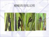桂美版三年级上册美术《走进昆虫世界》课件+教案+素材