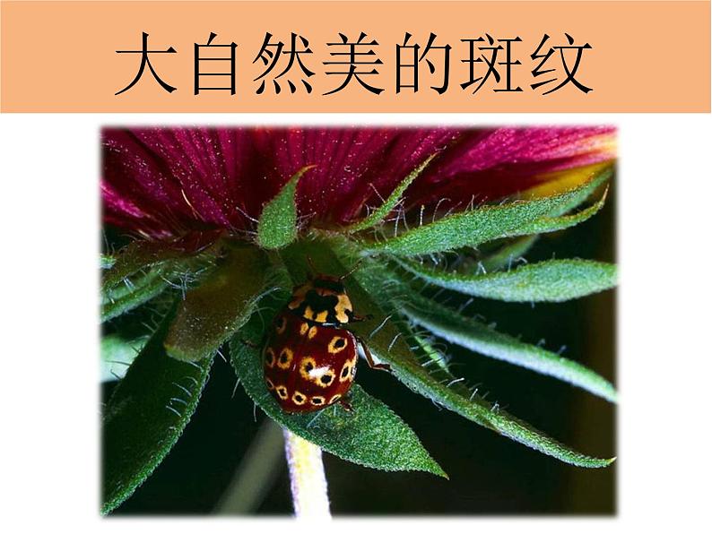 桂美版五年级上册美术《神奇壮美的自然景观》课件+教案+素材01