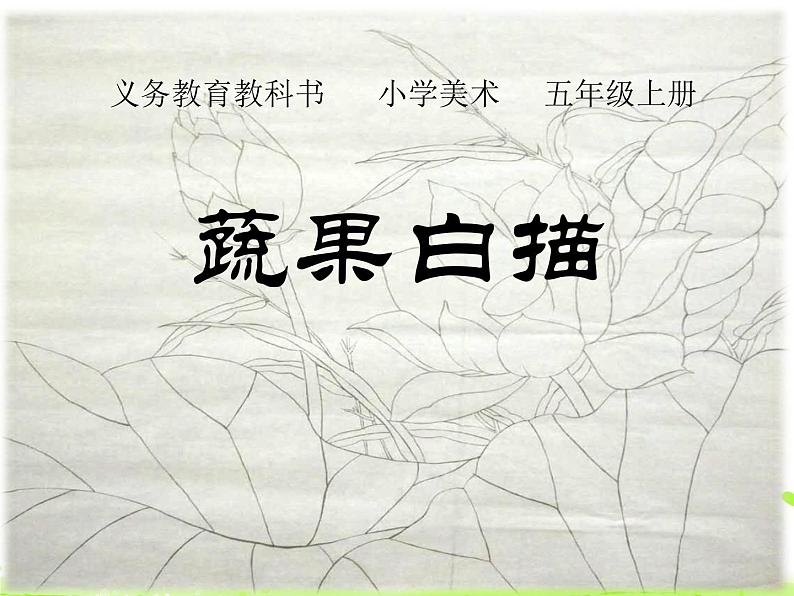 五年级上册美术课件-17. 蔬果白描 人美版（北京）01