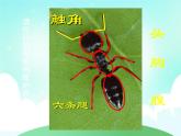 一年级上册美术课件 第十课 勤劳的小蚂蚁 人美版（北京）