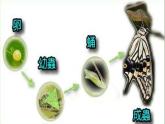 六年級美術(shù)下冊課件-15我的成長記錄（35）-人美版