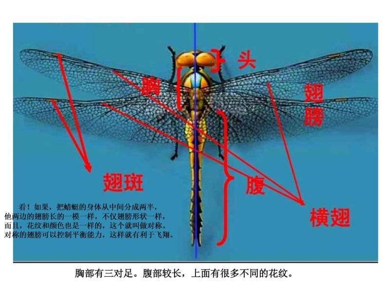 人教小学美术二上《第9课蜻蜓飞飞》ppt课件 (3)02