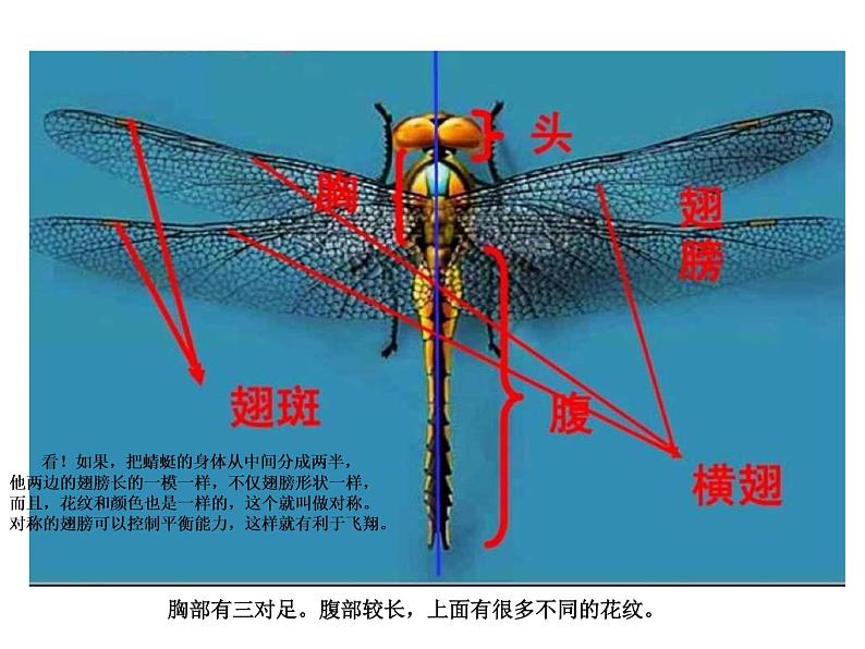 人教小学美术二上《第9课蜻蜓飞飞》PPT课件 (3)02