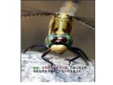 人教小學(xué)美術(shù)二上《第9課蜻蜓飛飛》PPT課件 (3)