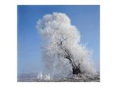 二年级上册美术课件-雪花飘飘  辽海版
