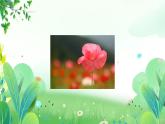 三年上册美术 第五课 瓶花 辽海版课件PPT