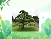 五年上册美术 第七课 高大的松树 辽海版课件PPT