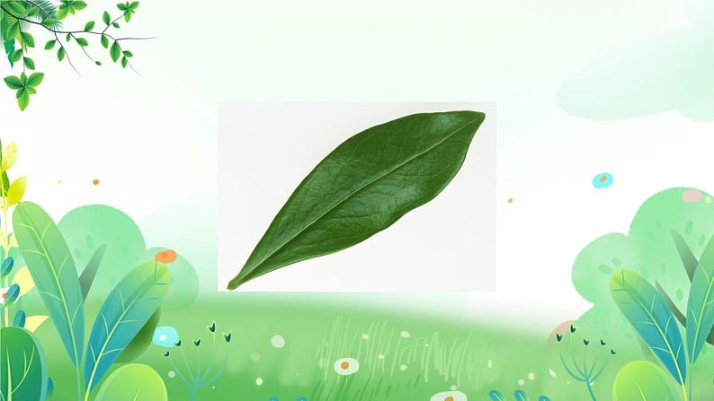 二年上册美术 第八课 叶子拓印 辽海版课件PPT第5页