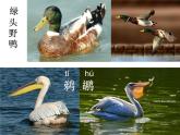 _第16课 候鸟的乐园（课件）-2021-2022学年美术三年级上册 赣美版