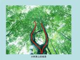 第2課 畫中的線條（課件）-2020-2021學(xué)年美術(shù)三年級(jí)下冊(cè)-人美版