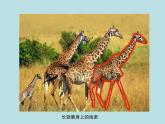 第2課 畫中的線條（課件）-2020-2021學(xué)年美術(shù)三年級(jí)下冊(cè)-人美版
