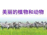 人教版一年級美術(shù)上冊 第20課 美麗的植物和動物課件PPT