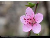 人教版一年級美術(shù)上冊 第20課 美麗的植物和動物課件PPT