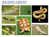 人教版一年級美術(shù)上冊 第17課 會滾的玩具課件PPT