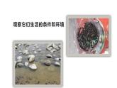 湘美版二年級(jí)美術(shù)上冊(cè) 10.小蝌蚪課件PPT