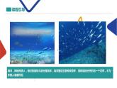 魚兒游泳 比賽課件PPT