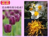 人教版 一年級美術上冊 第11課 花兒寄深情 課件
