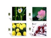 人教版 三年級美術上冊 第10課 美麗的花 課件
