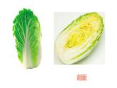 湘美版 三年級美術(shù)上冊 第6課 新發(fā)現(xiàn) 課件（17張PPT）