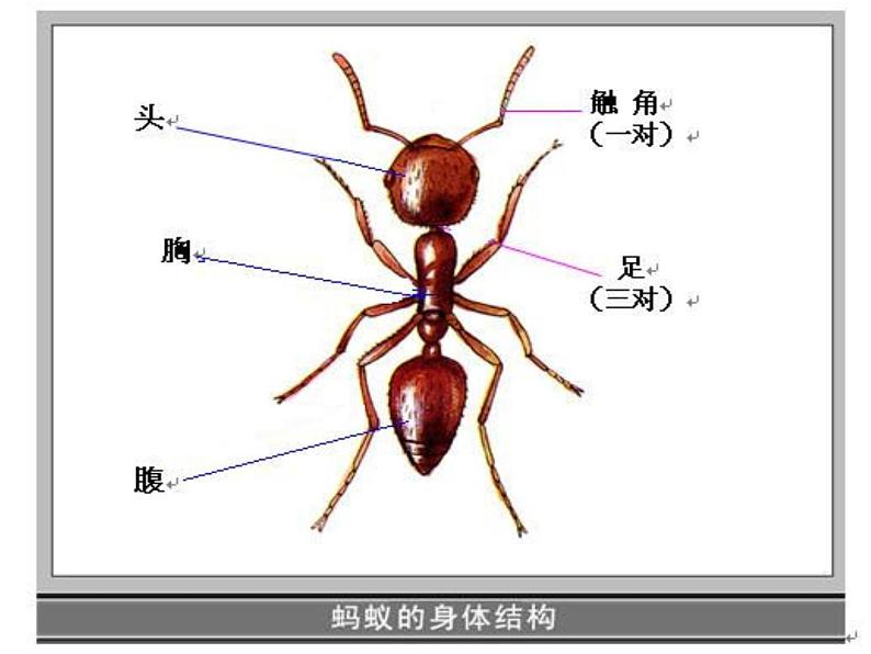 湘美版 一年级美术上册 19.蚂蚁搬家 课件（12张PPT）04