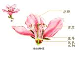 湘美版 四年級(jí)美術(shù)上冊(cè) 第6課 花兒朵朵 課件（14張PPT）