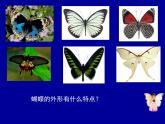 湘美版 四年級(jí)美術(shù)上冊 第14課 蝴蝶落我家 課件（27張PPT）