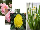 湘美版 美術(shù)四年級(jí)上冊(cè) 第6課 花兒朵朵  課件
