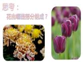 湘美版 美術(shù)四年級(jí)上冊(cè) 第6課 花兒朵朵  課件