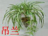 湘美版 美術(shù)四年級(jí)上冊 第5課 草叢中 課件